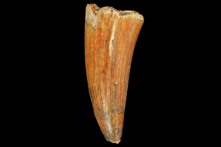 Fossil Crocodile (Elosuchus) Tooth - Morocco #81032